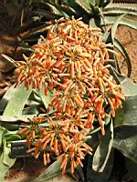 Aloe reynoldsii (fam Asphodelacees) (Afr. du sud) (1) (Photo F. Mrugala)